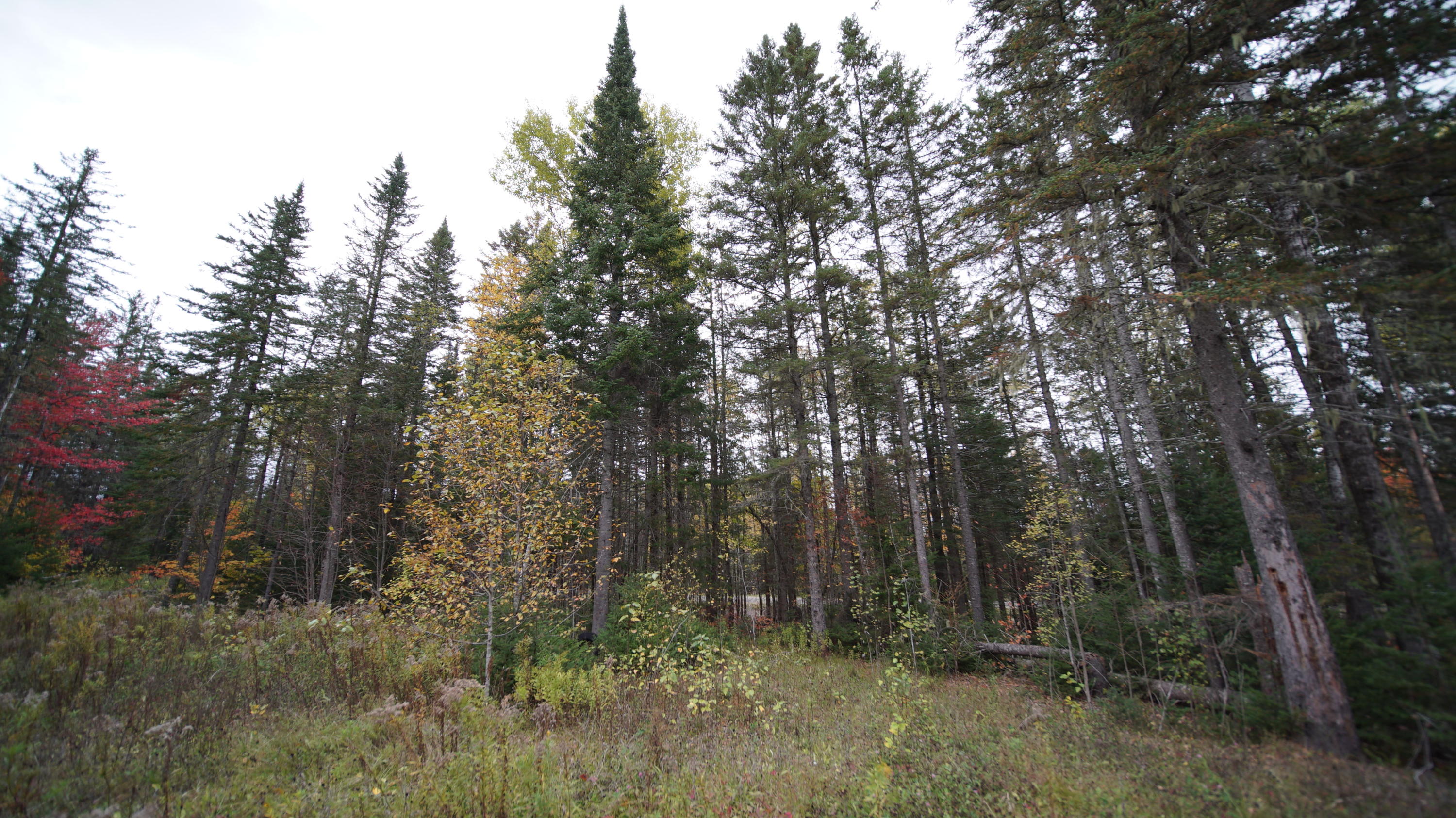 1093 Estabrook Road Amity, ME 04471 - Photo 29 of 32 DSC07635
