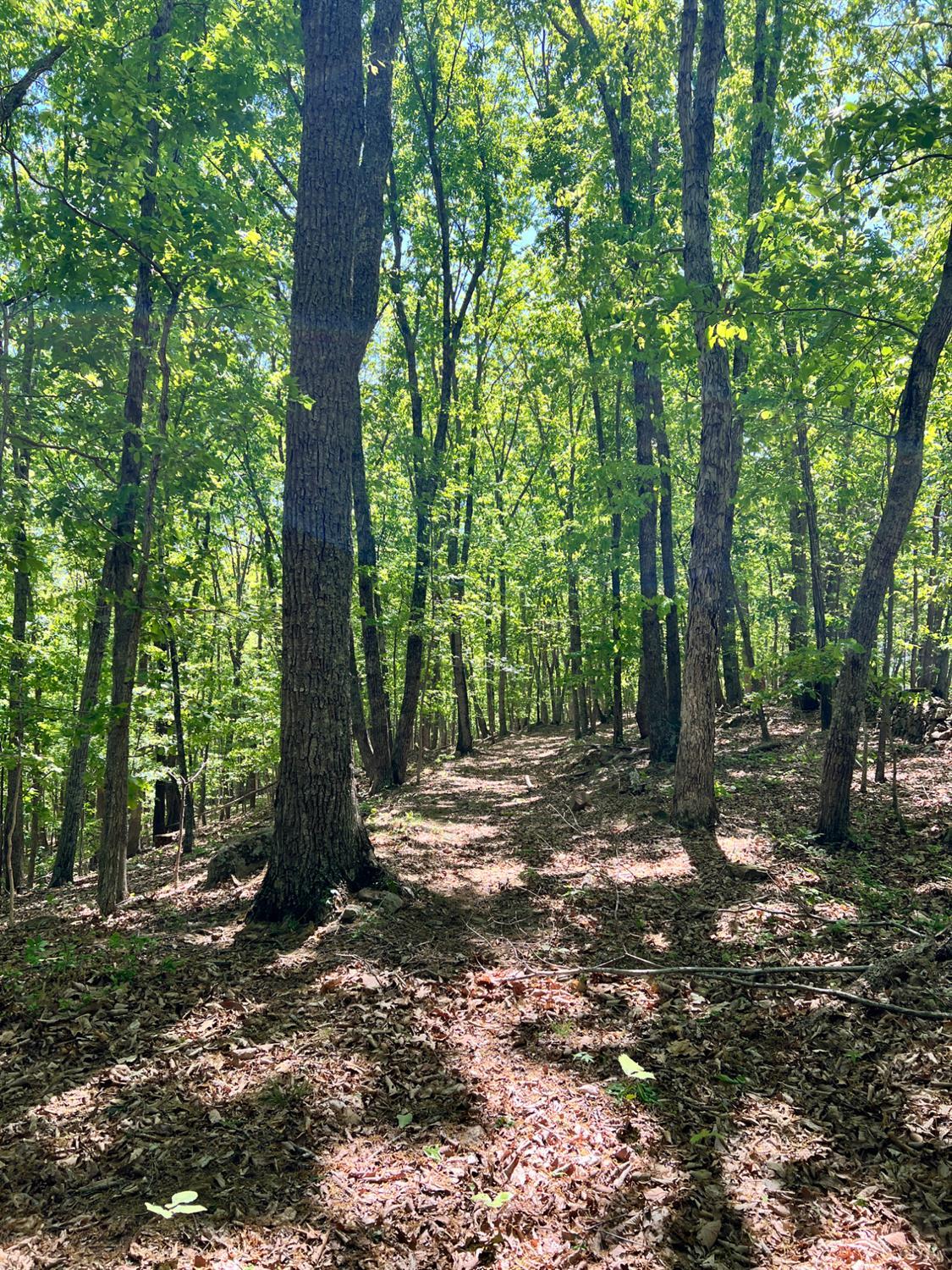 298 Braxton Ridge Road Amherst, VA 24521 - Photo 62 of 65 a view of outdoor space with lots of trees
