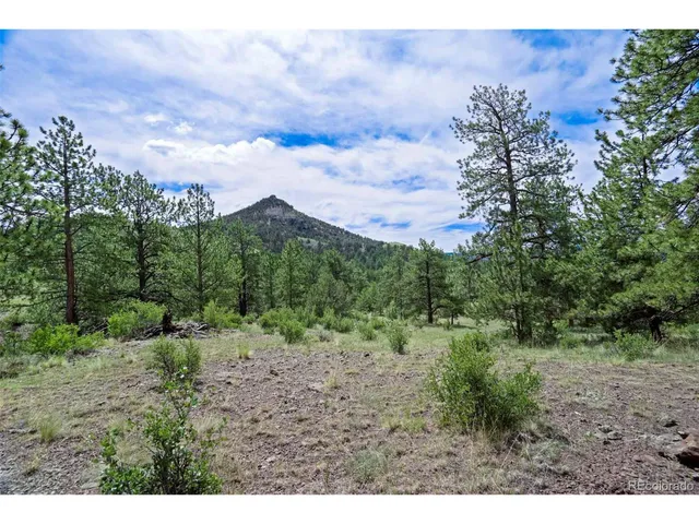 a view of a dry yard with trees in the background