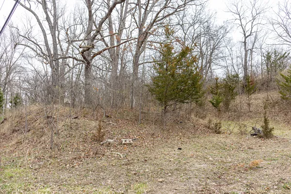 a view of a yard with trees