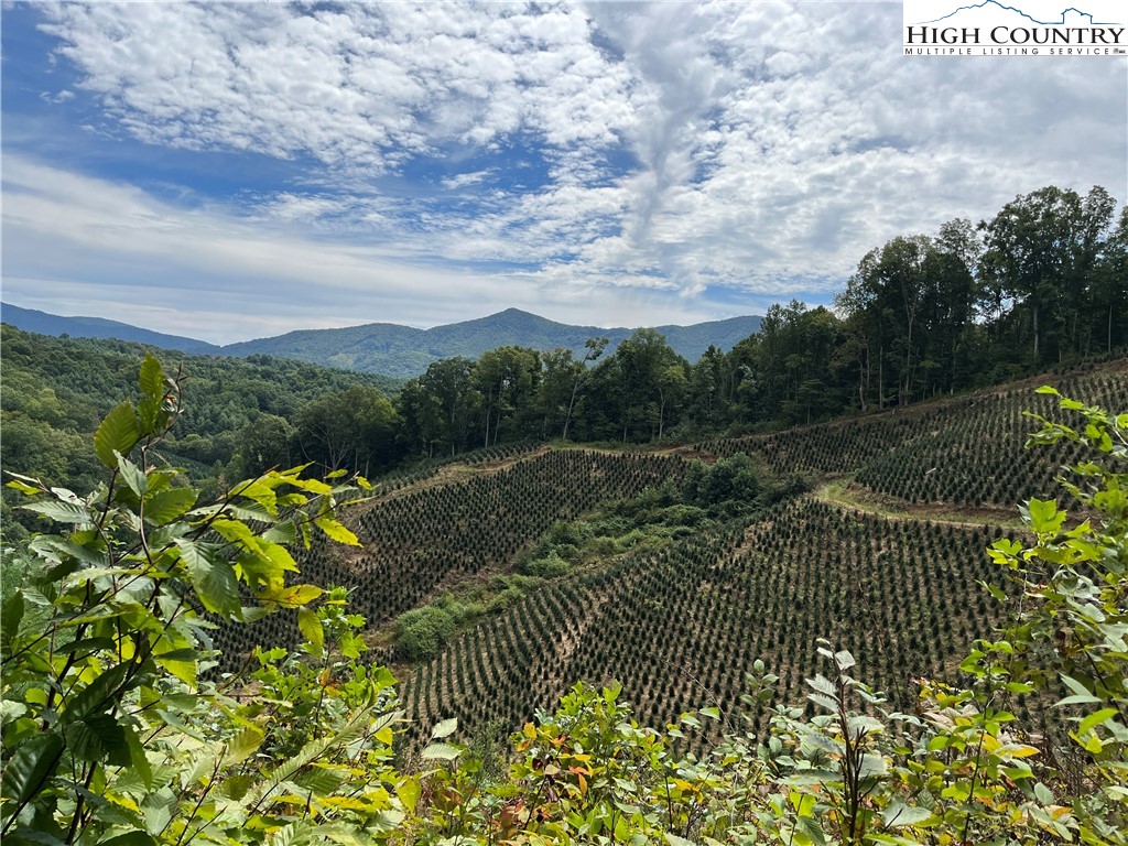 a view of a pathway with a garden