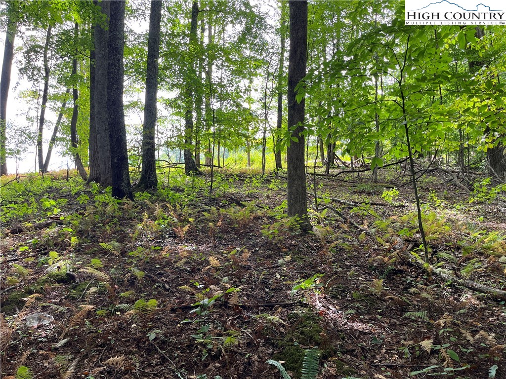 Pine Drive Warrensville, NC 28693 - Photo 3 of 4 a view of outdoor space and tree