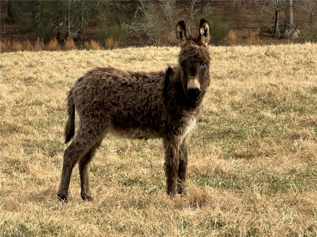 Tbd Old Offen Po Road Traphill, NC 28685 - Photo 10 of 24