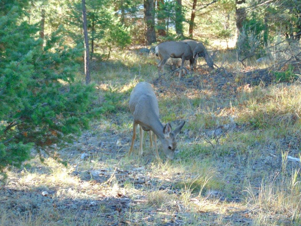 8872 Elk Trail Loop Lincoln, MT 59639 - Photo 4 of 99 Gallery Image 4