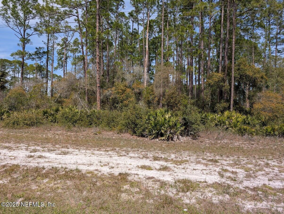 350-354 Georgetown Denver Road Georgetown, FL 32139 - Photo 2 of 6 a view of a yard with plants and trees