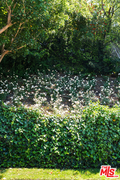 11610 Bellagio Road Los Angeles, CA 90049 - Photo 3 of 46 a picture of tree