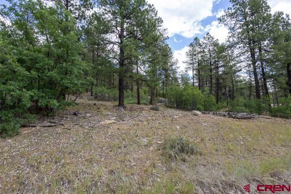a view of a forest with trees in the background