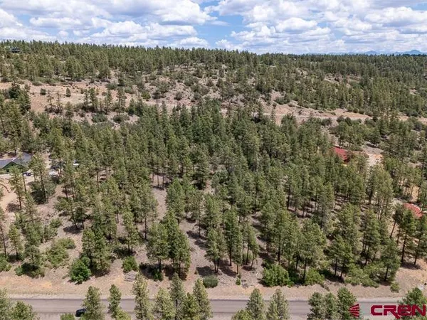a view of a forest with trees in the background