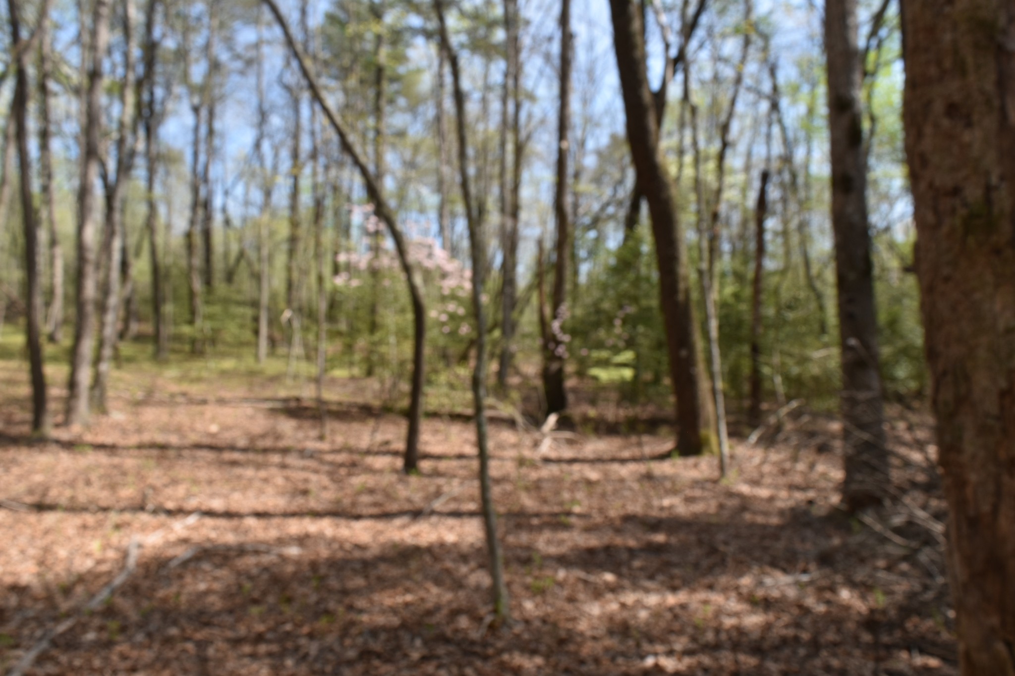 490 Haynes Road Sewanee, TN 37375 - Photo 23 of 28 Gallery Image 23