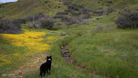 0 Wasioja Road Cuyama, CA 93254 - Photo 4 of 12 IMG_8906-Motion