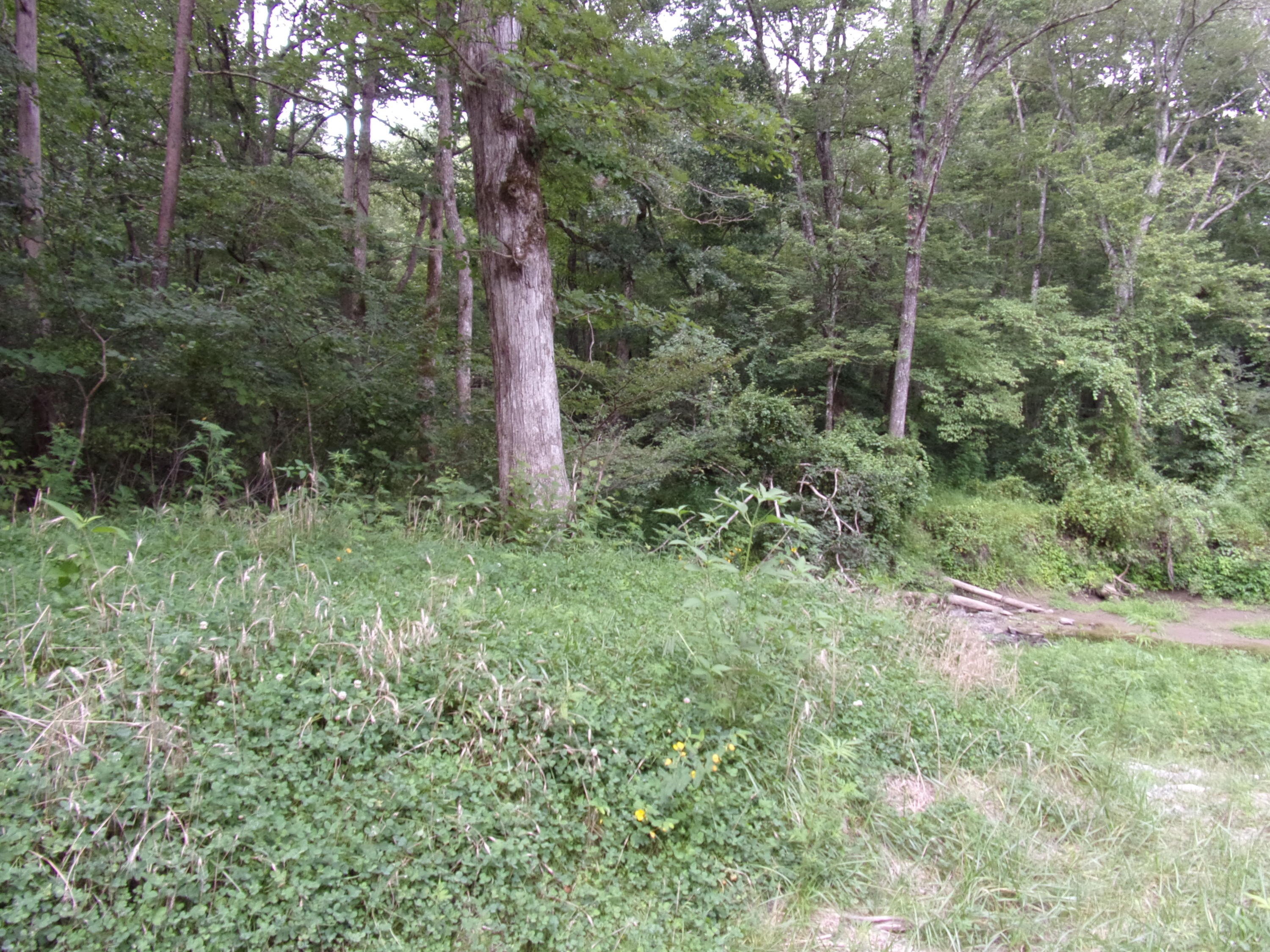 0 Cedar Road, Unit 29 Pikeville, TN 37367 - Photo 11 of 19 101_0171