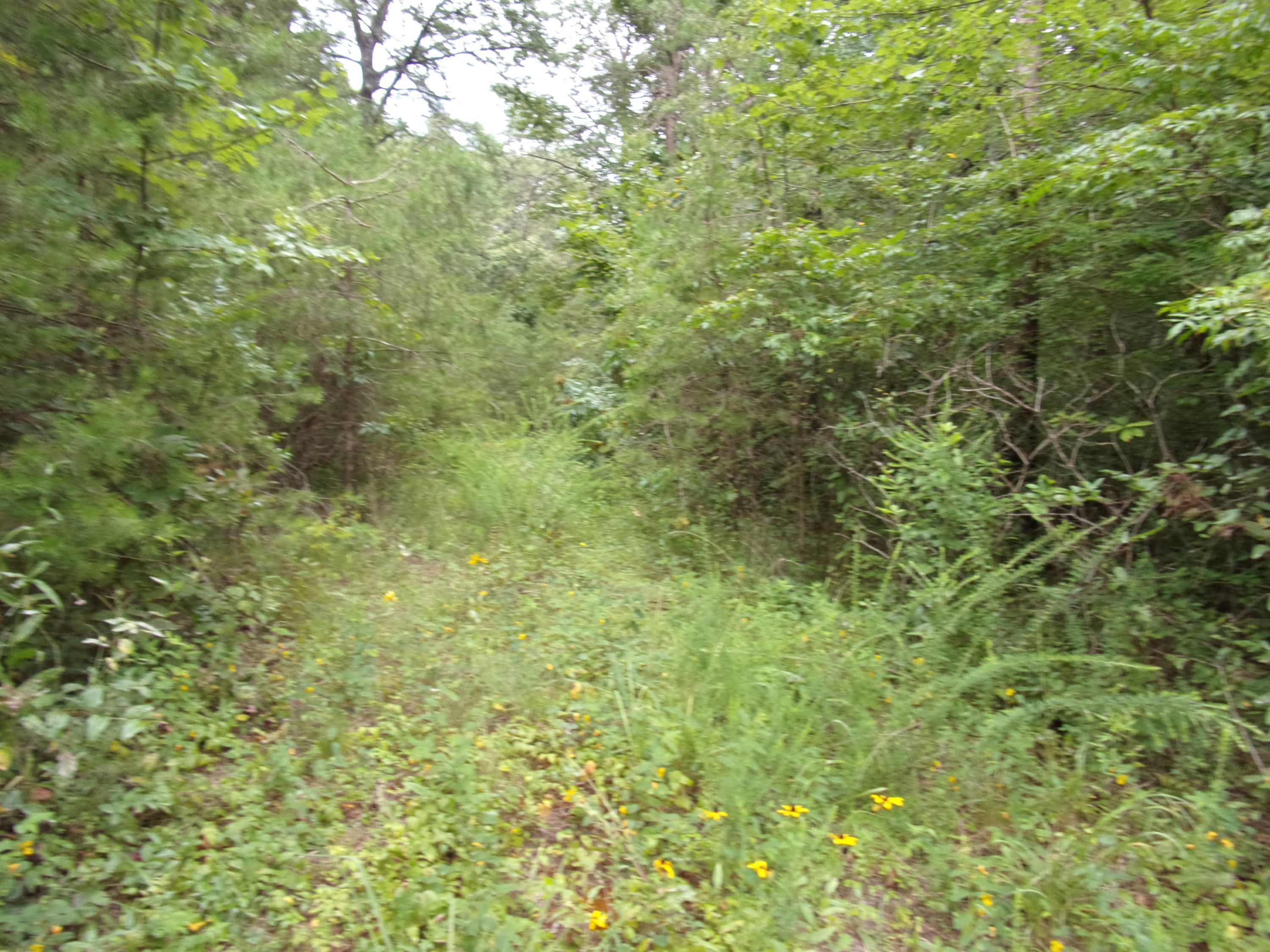 0 Cedar Road, Unit 29 Pikeville, TN 37367 - Photo 2 of 19 101_0159