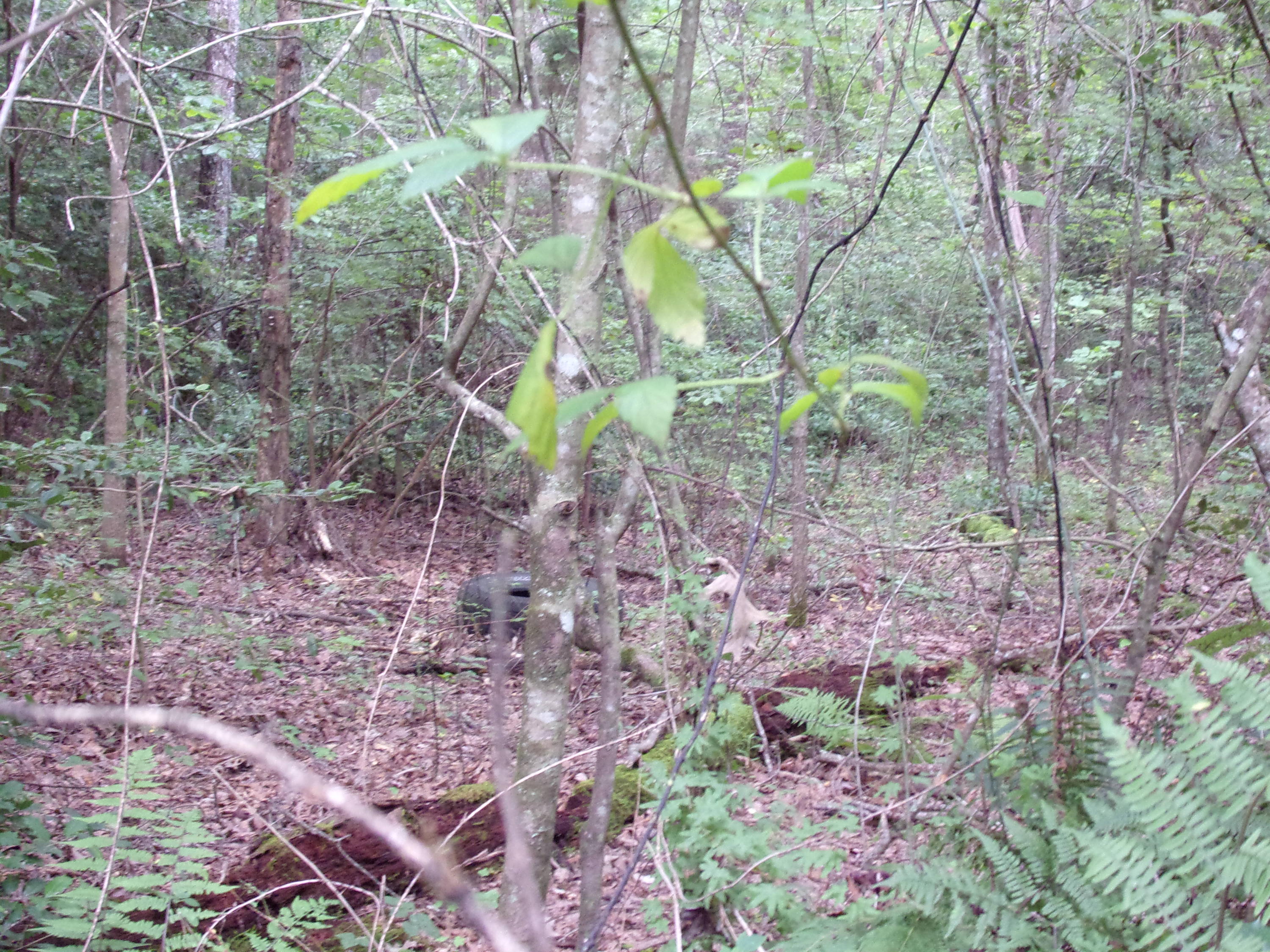 0 Cedar Road, Unit 29 Pikeville, TN 37367 - Photo 8 of 19 101_0165