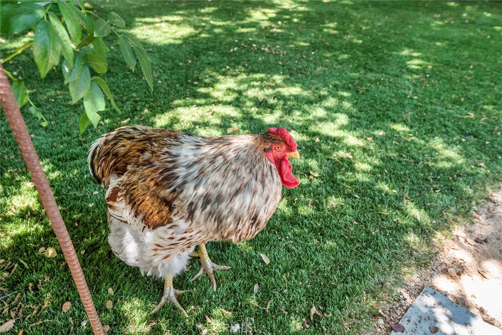 5207 Saddle Creek Road Hidden Hills, CA 91302 - Photo 49 of 54 a view of a backyard