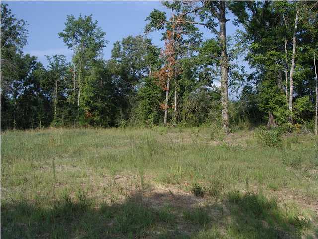 2002 Grady Baggett Road Baker, FL 32531 - Photo 2 of 3 a view of a lush green forest with lots of trees