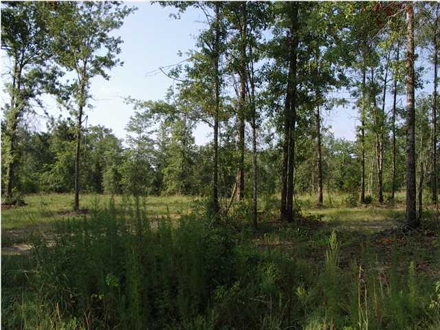 2002 Grady Baggett Road Baker, FL 32531 - Photo 3 of 3 a view of a lush green forest with lots of trees