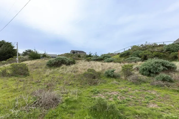 a view of a big yard with plants and large trees