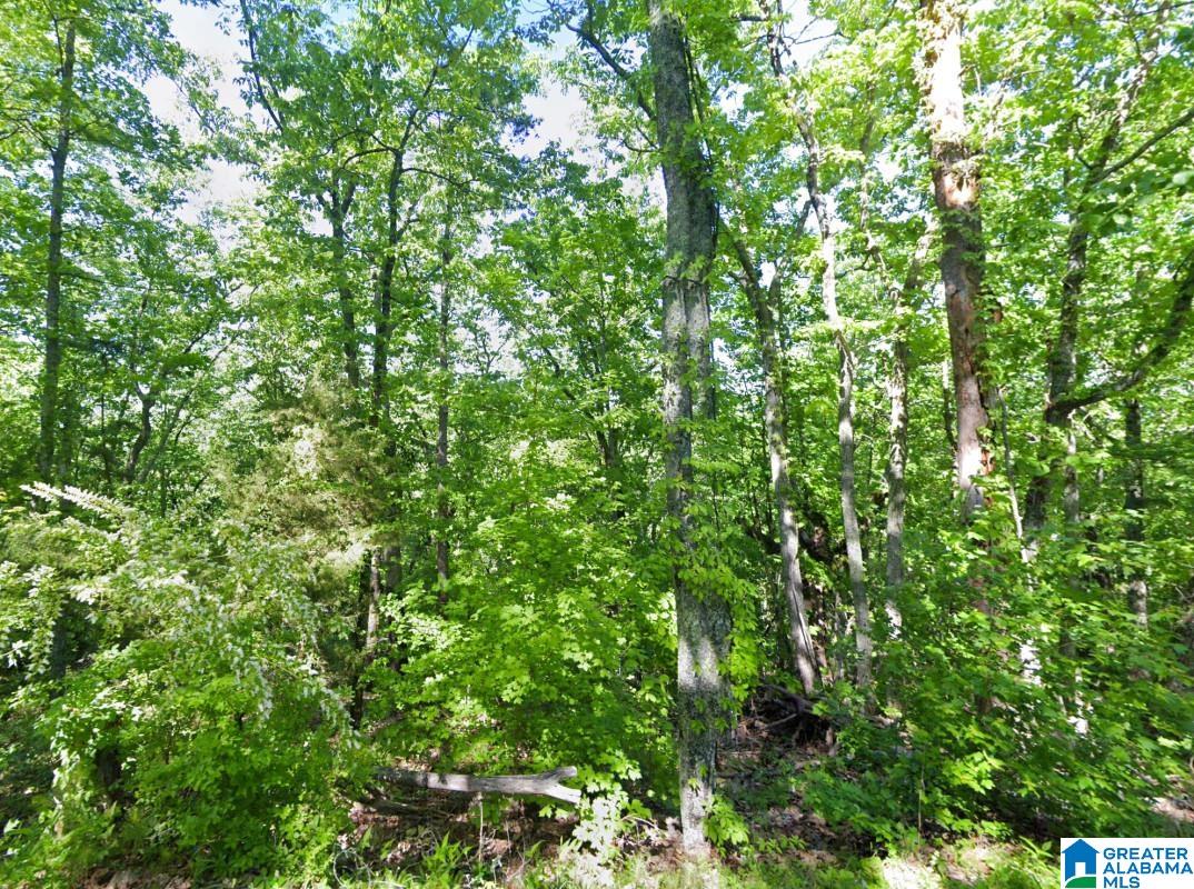 0 Glovers Ferry Road Alpine, AL 35014 - Photo 5 of 12