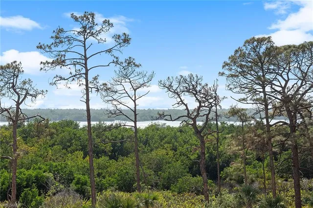 a view of a garden with a tree