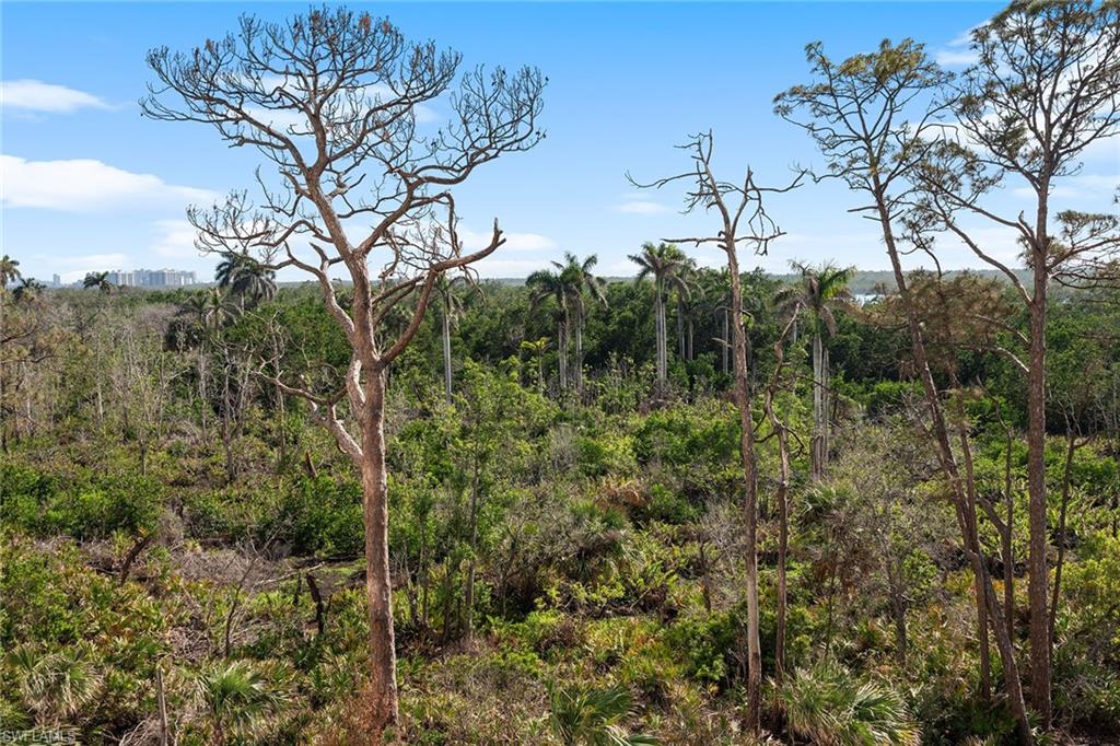 13945 Old Coast Road, Unit 406 Naples, FL 34110 - Photo 39 of 46 a view of a forest with a tree