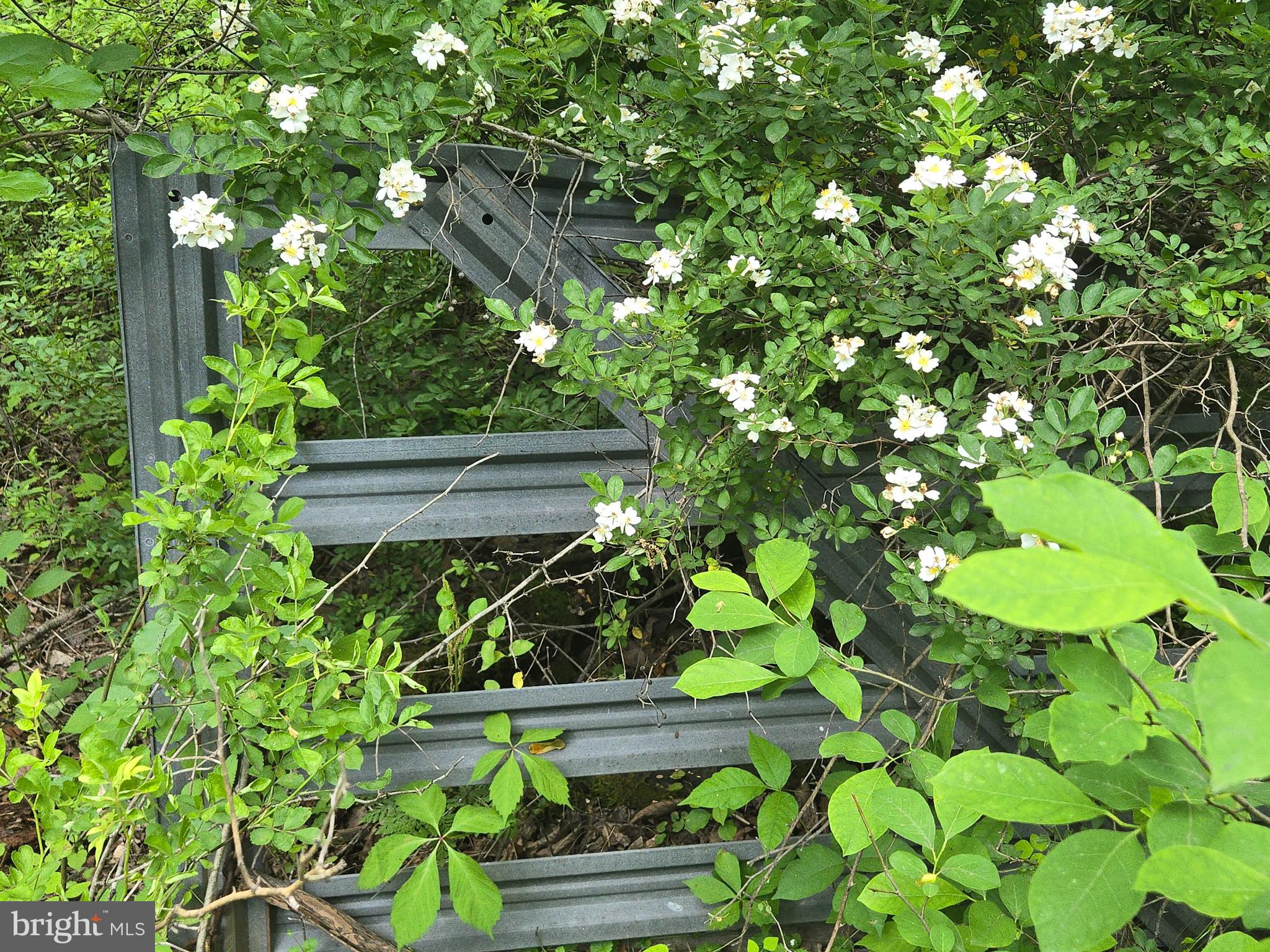 a view of tree in front of house