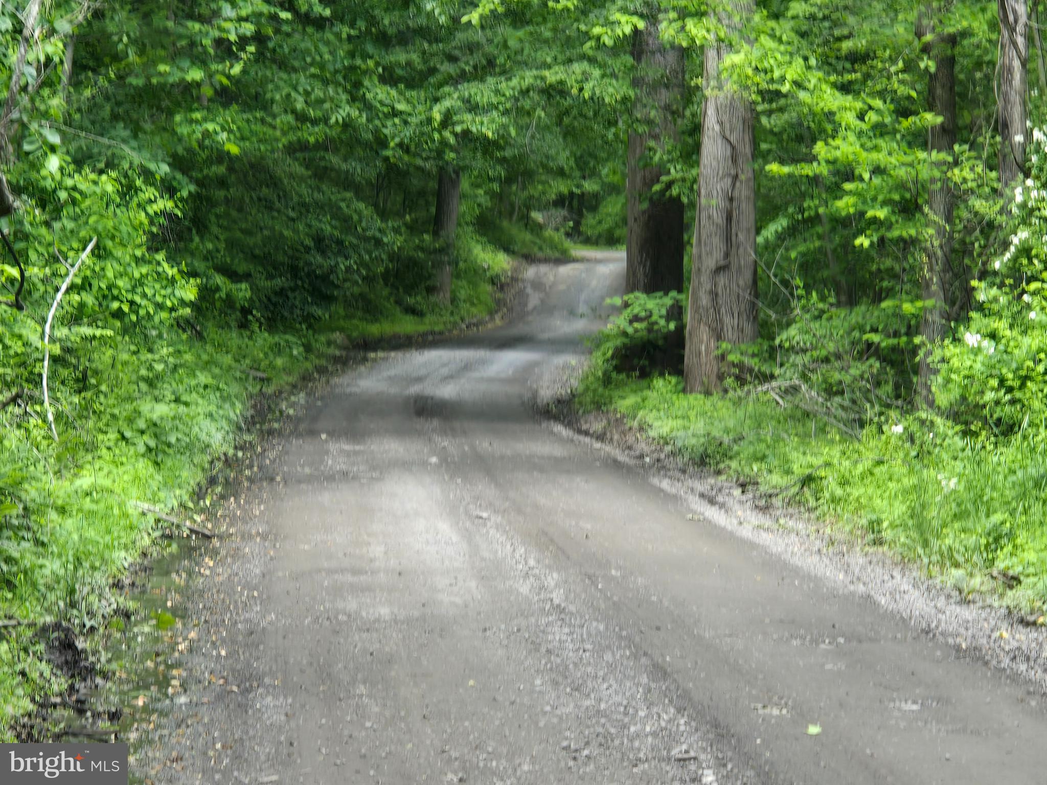 4127 Hardscrabble Road Linden, VA 22642 - Photo 12 of 17 a view of a forest with trees