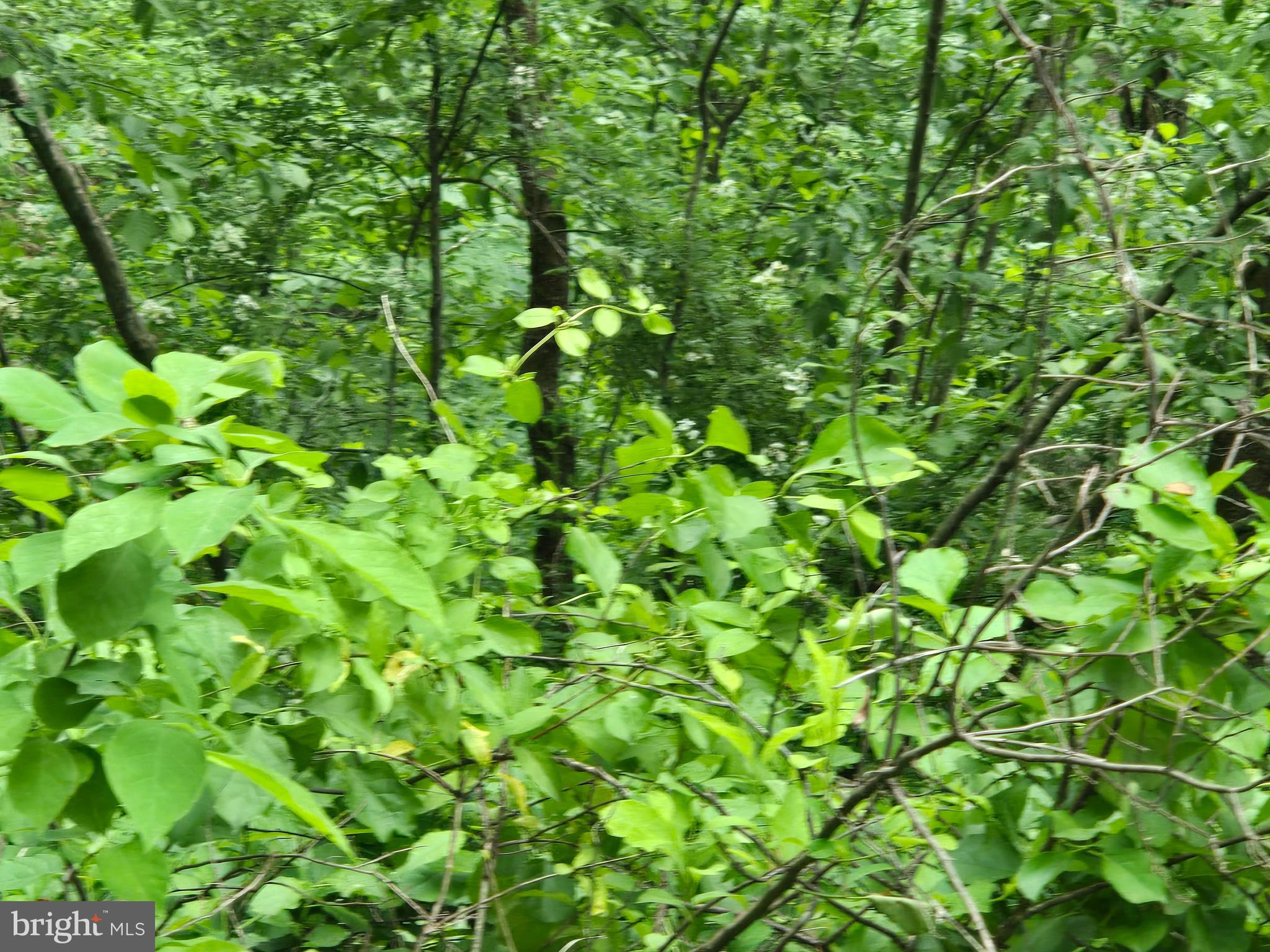 4127 Hardscrabble Road Linden, VA 22642 - Photo 15 of 17 a view of a plant
