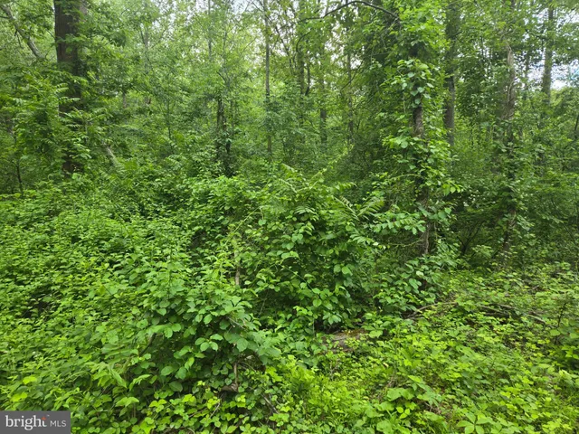 a view of a yard with plants and a small yard
