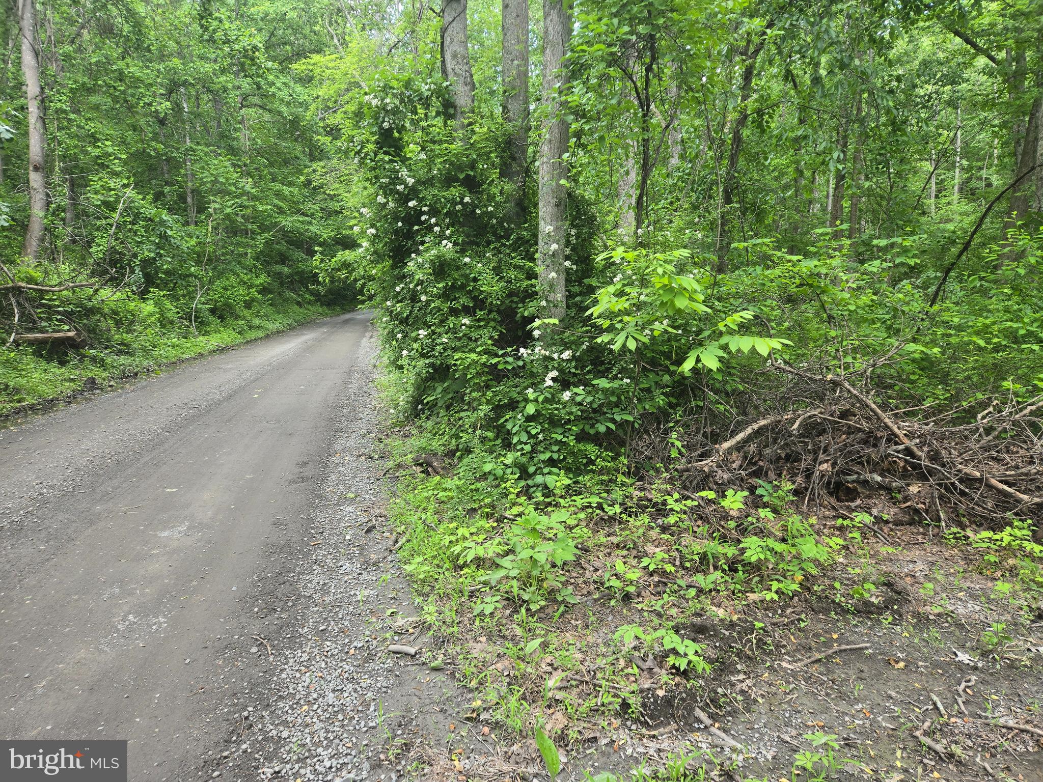 4127 Hardscrabble Road Linden, VA 22642 - Photo 17 of 17 a view of a yard with plants and a small yard