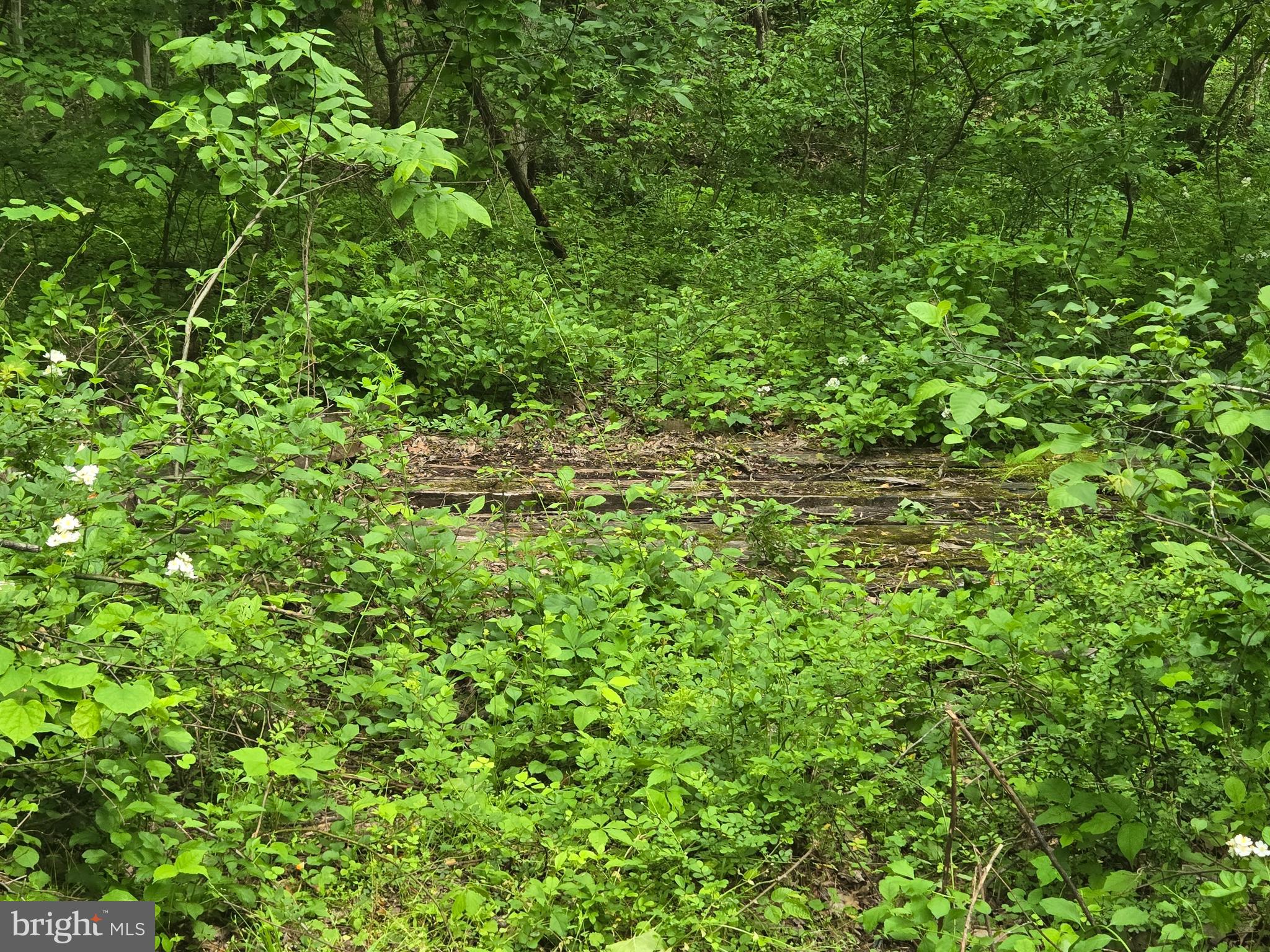 4127 Hardscrabble Road Linden, VA 22642 - Photo 2 of 17 a view of a lush green space