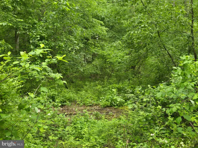 a view of a lush green forest