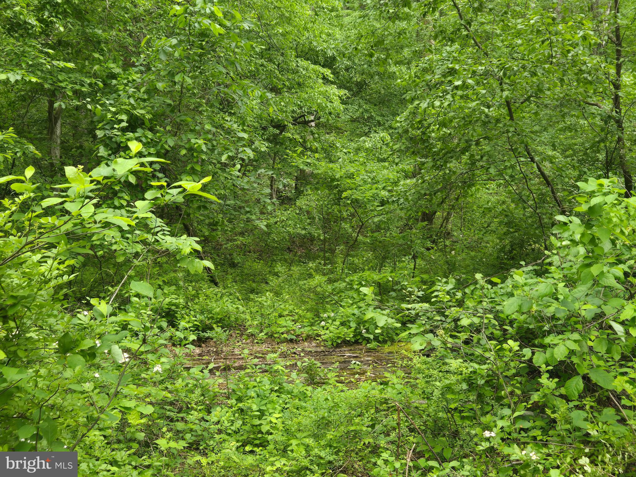 4127 Hardscrabble Road Linden, VA 22642 - Photo 3 of 17 a view of a lush green forest