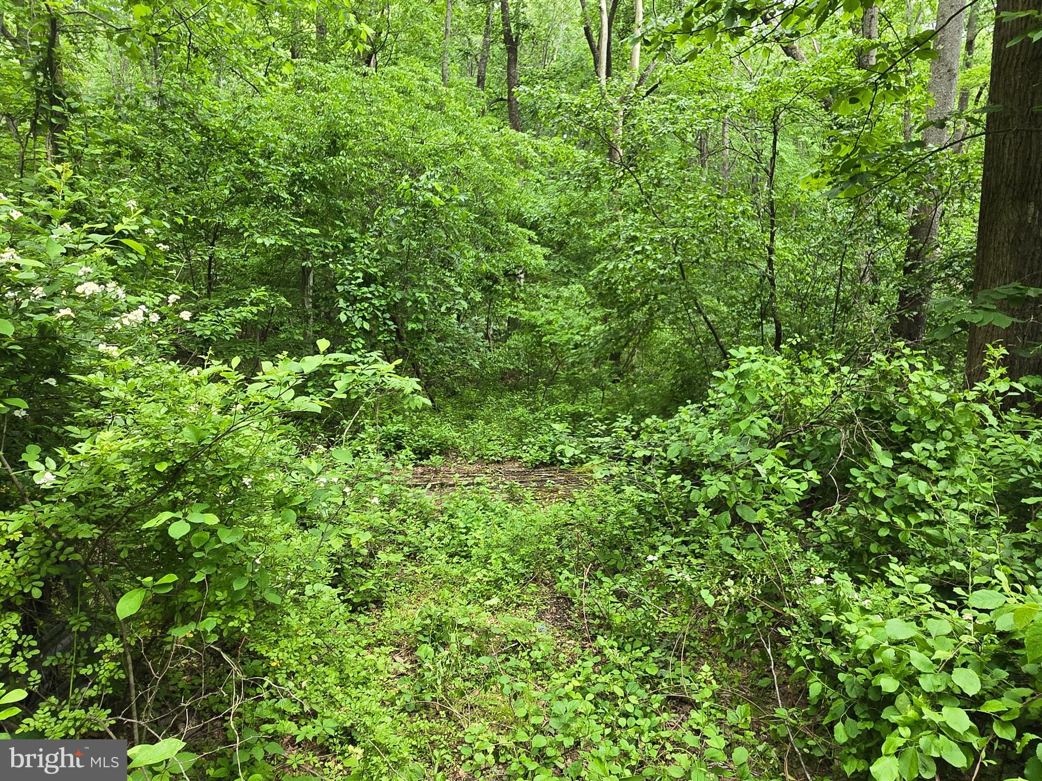 4127 Hardscrabble Road Linden, VA 22642 - Photo 4 of 17 a view of a lush green forest