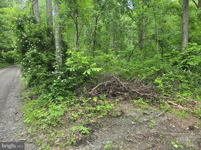 a view of a lush green forest
