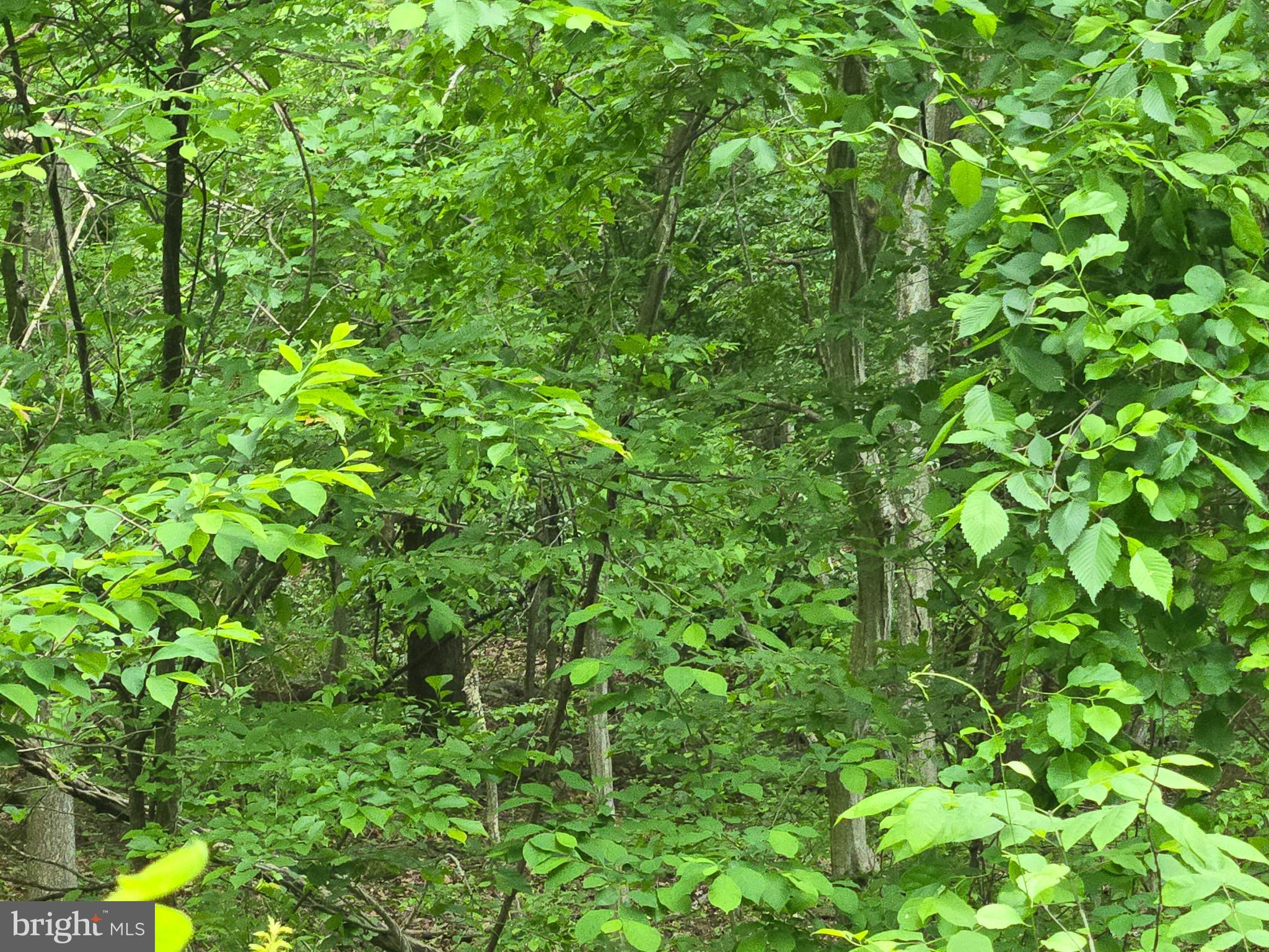 4127 Hardscrabble Road Linden, VA 22642 - Photo 6 of 17 a view of a garden