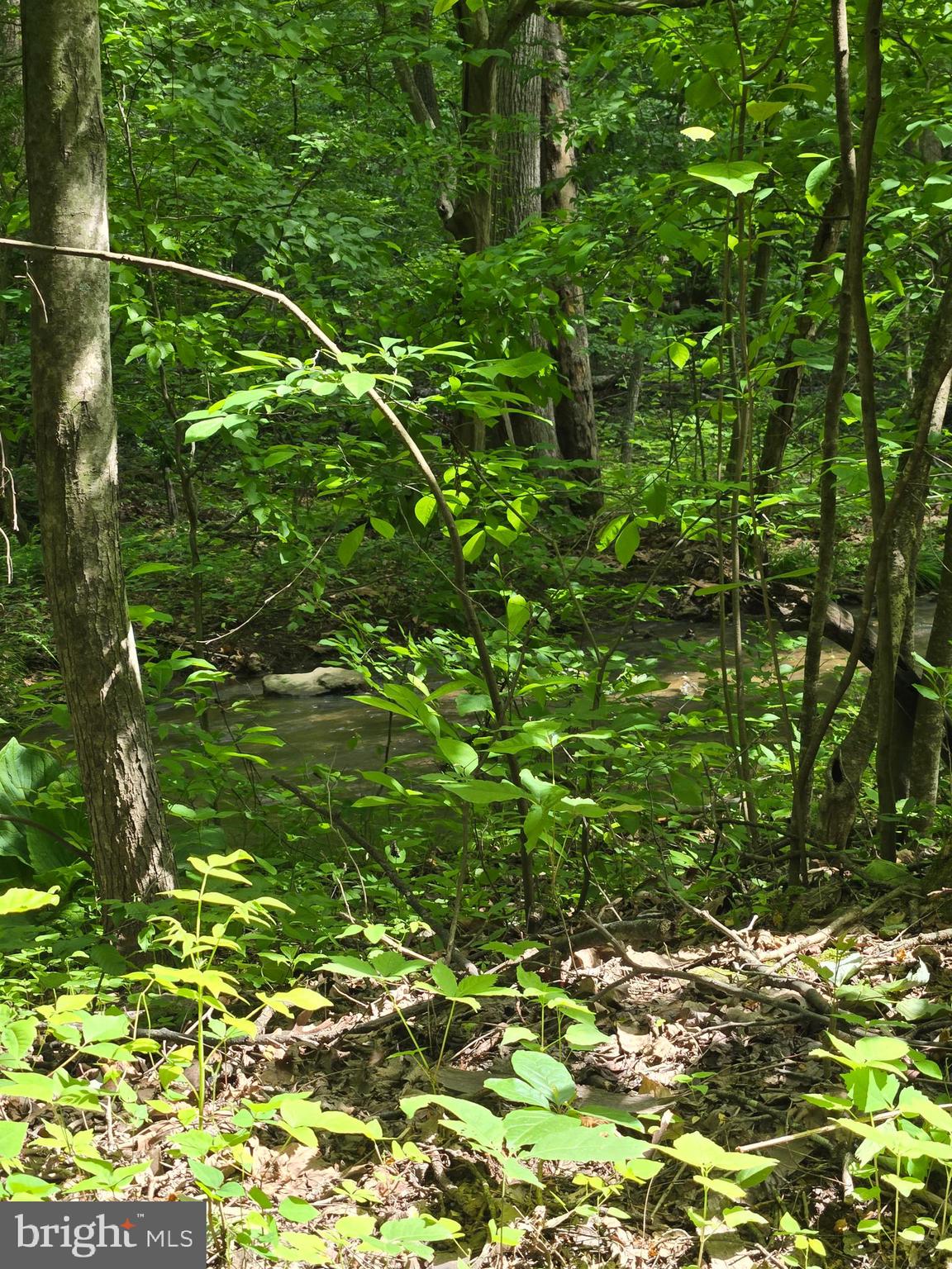 4127 Hardscrabble Road Linden, VA 22642 - Photo 7 of 17 a view of a plant with a plant
