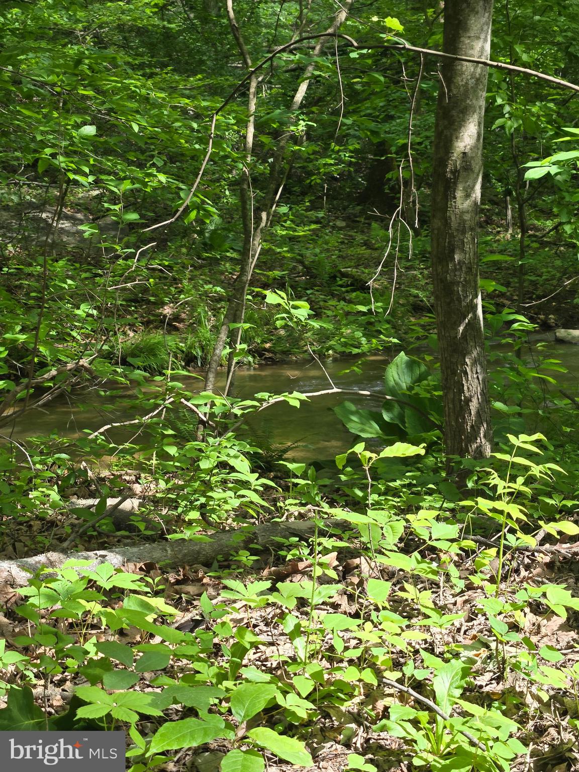 4127 Hardscrabble Road Linden, VA 22642 - Photo 9 of 17 a view of a plant in a garden