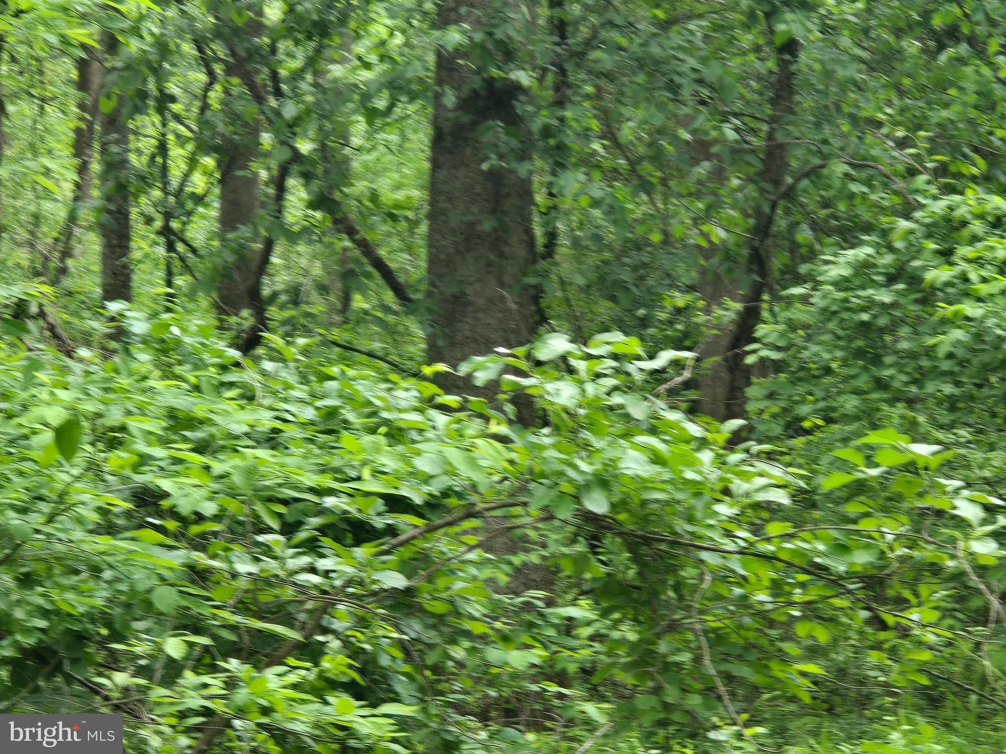 4127 Hardscrabble Road Linden, VA 22642 - Photo 10 of 17 a backyard of a house with lots of green space and a lake view