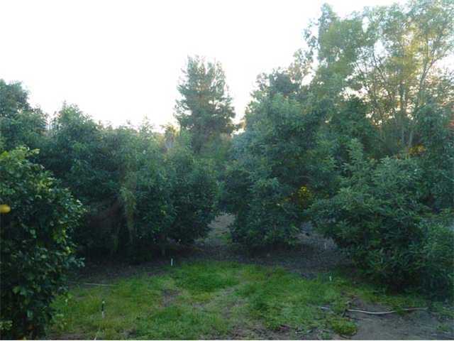 3059 Green Canyon Road Fallbrook, CA 92028 - Photo 15 of 24 Backyard