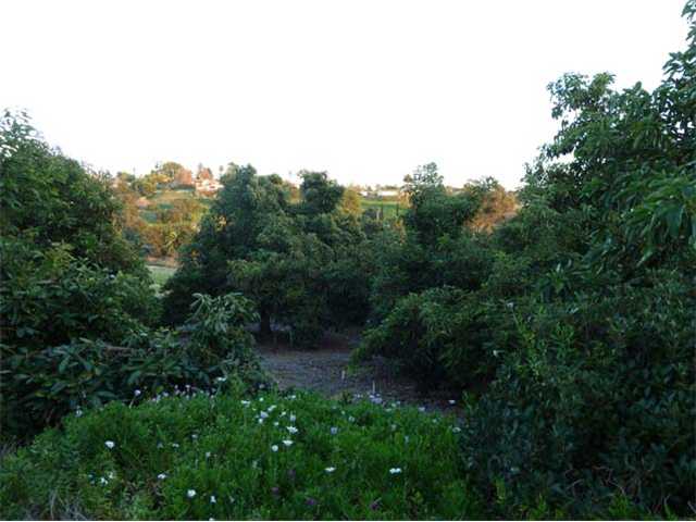 3059 Green Canyon Road Fallbrook, CA 92028 - Photo 24 of 24 Views and Fruit Trees