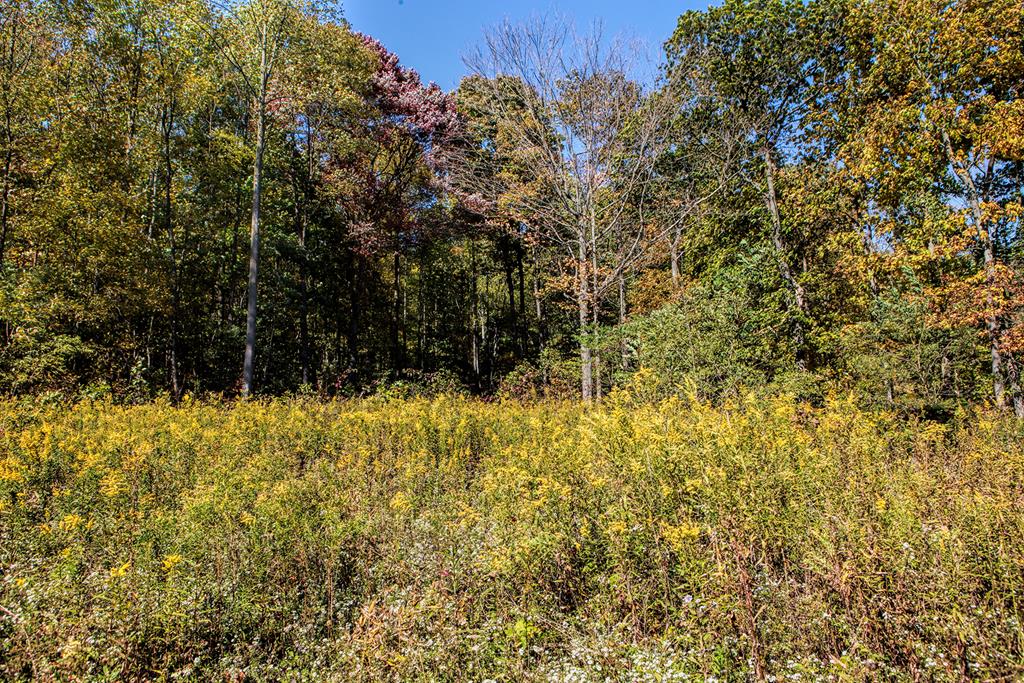0 Raystown Road James Creek, PA 16657 - Photo 3 of 10 Gallery Image 3