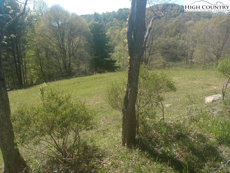 2202 Bear Wallow Road Whitetop, VA 24292 - Photo 4 of 28 a view of a yard with an trees