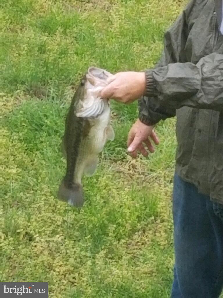 9780 Meetze Road Midland, VA 22728 - Photo 66 of 79 BASS from the POND!