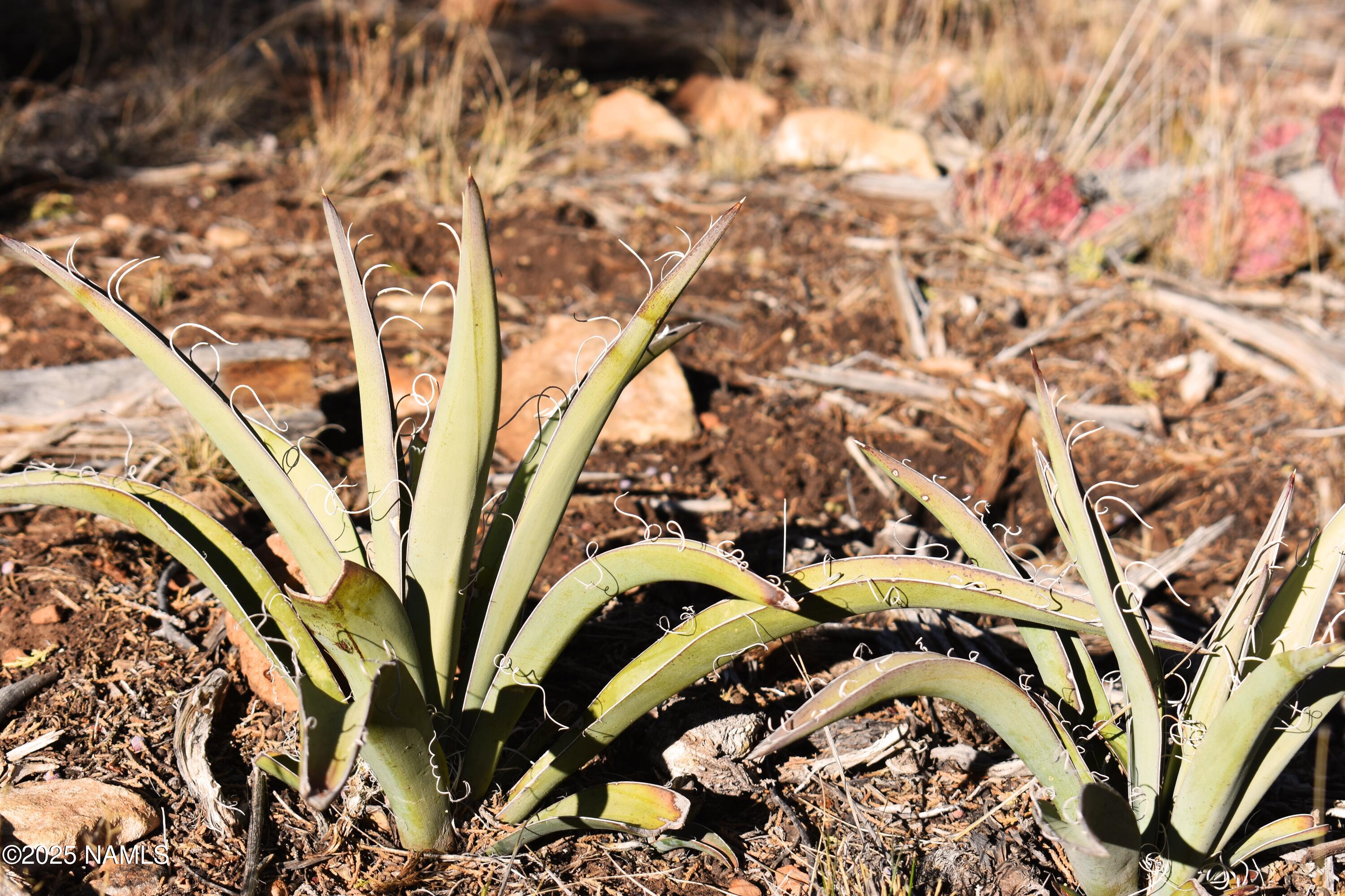 4367 Sunset Ridge Loop Happy Jack, AZ 86024 - Photo 12 of 17 a view of a tree with a plant