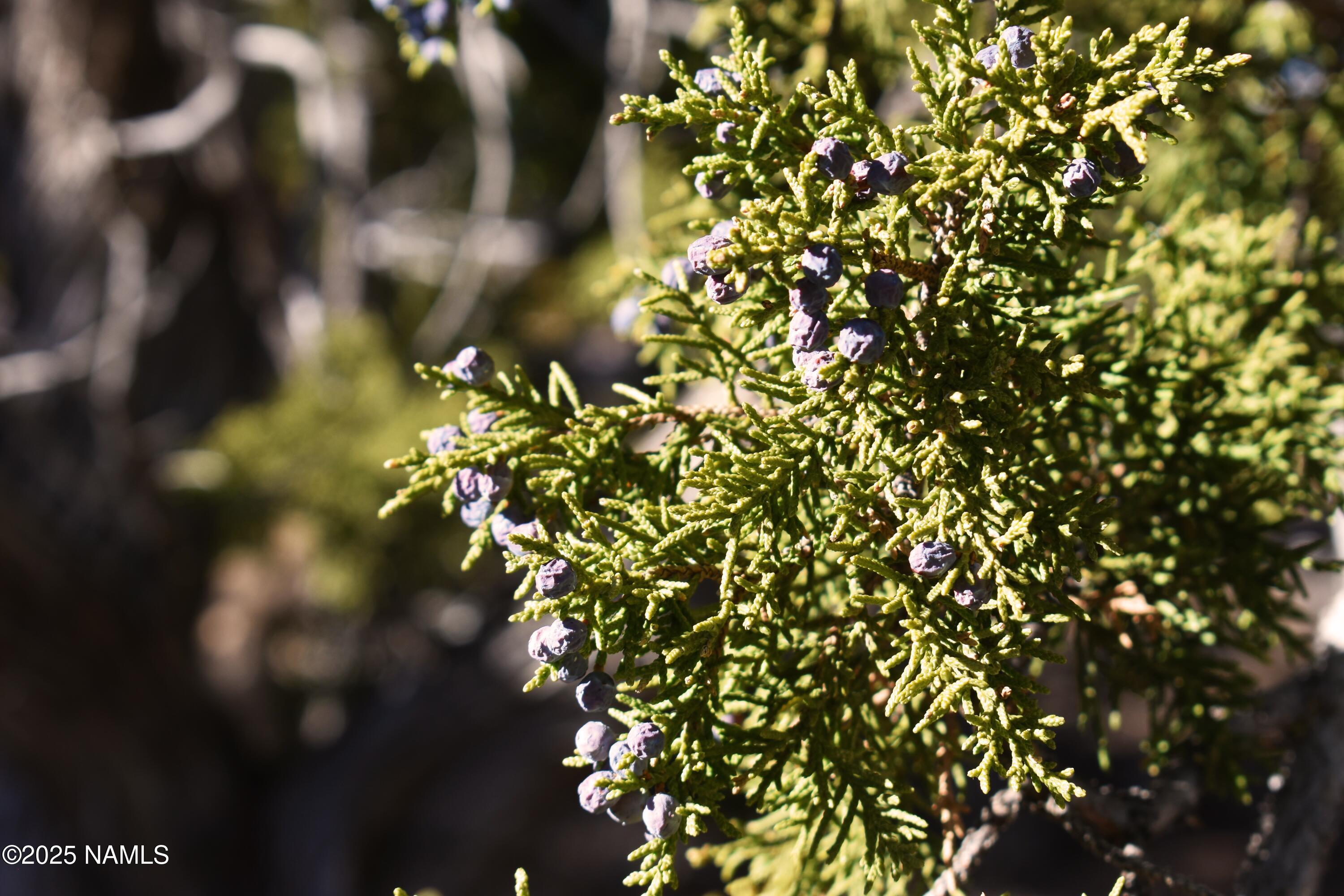 4367 Sunset Ridge Loop Happy Jack, AZ 86024 - Photo 16 of 17 a view of a tree