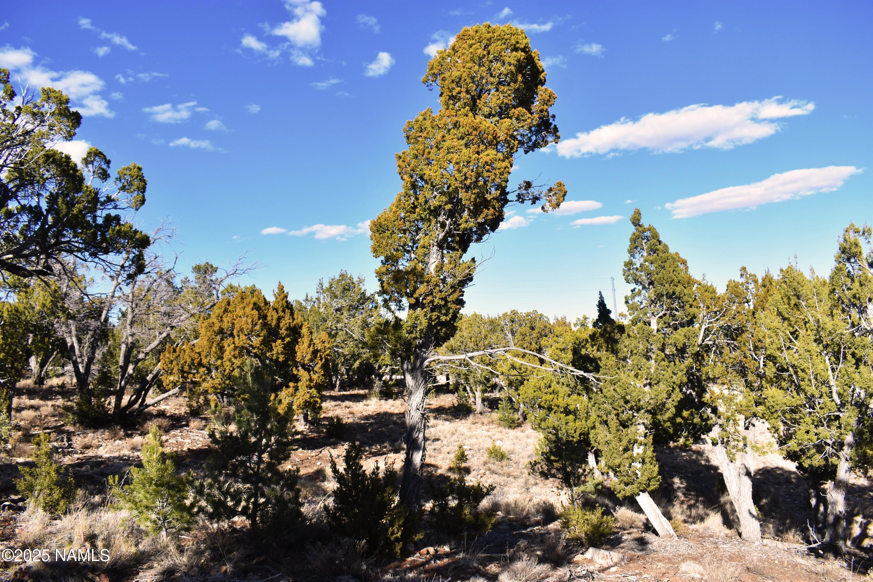 4367 Sunset Ridge Loop Happy Jack, AZ 86024 - Photo 4 of 17 a top view of a flower