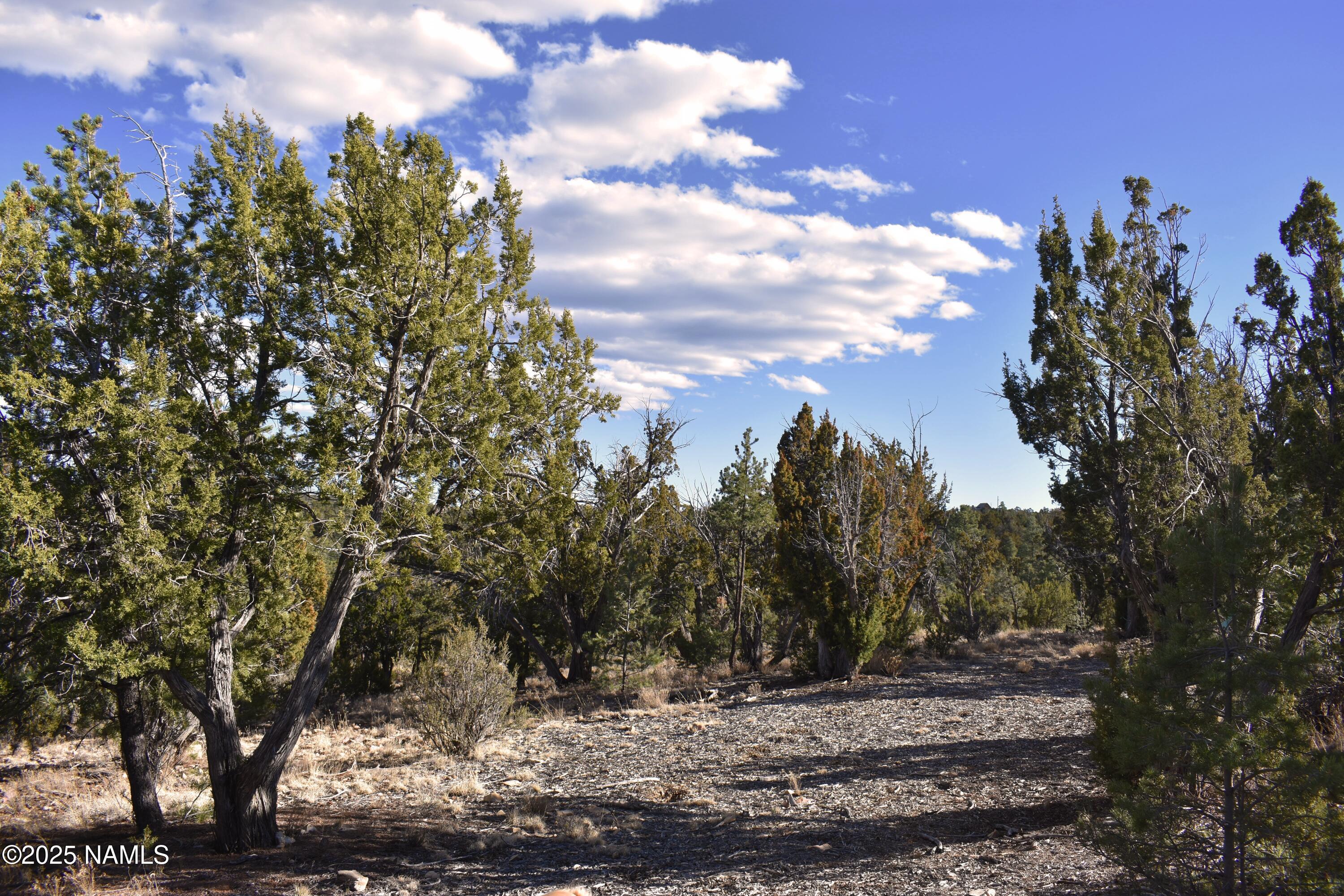 4367 Sunset Ridge Loop Happy Jack, AZ 86024 - Photo 7 of 17 a view of a yard with trees in the background