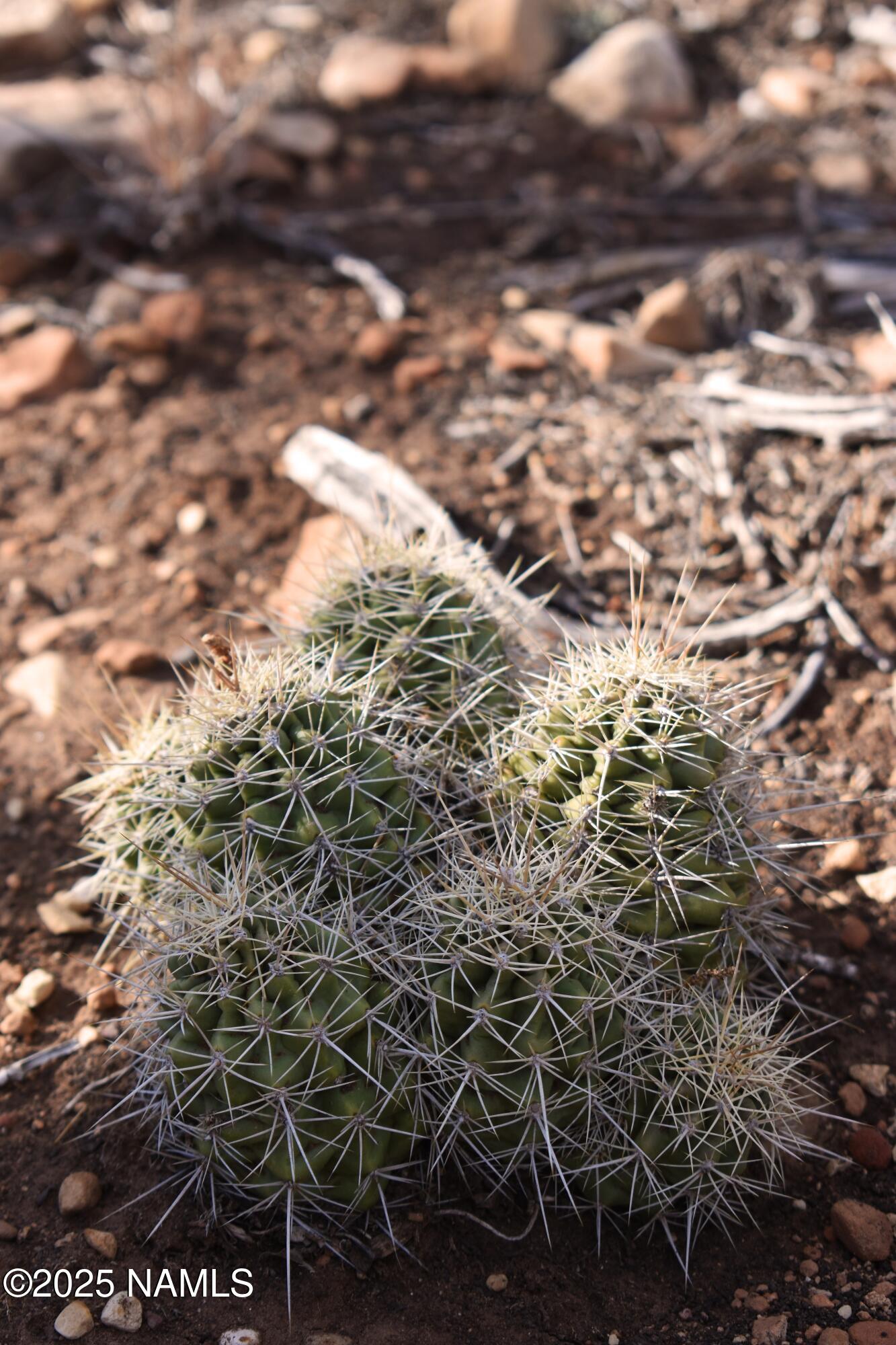 4367 Sunset Ridge Loop Happy Jack, AZ 86024 - Photo 9 of 17 a view of a yard