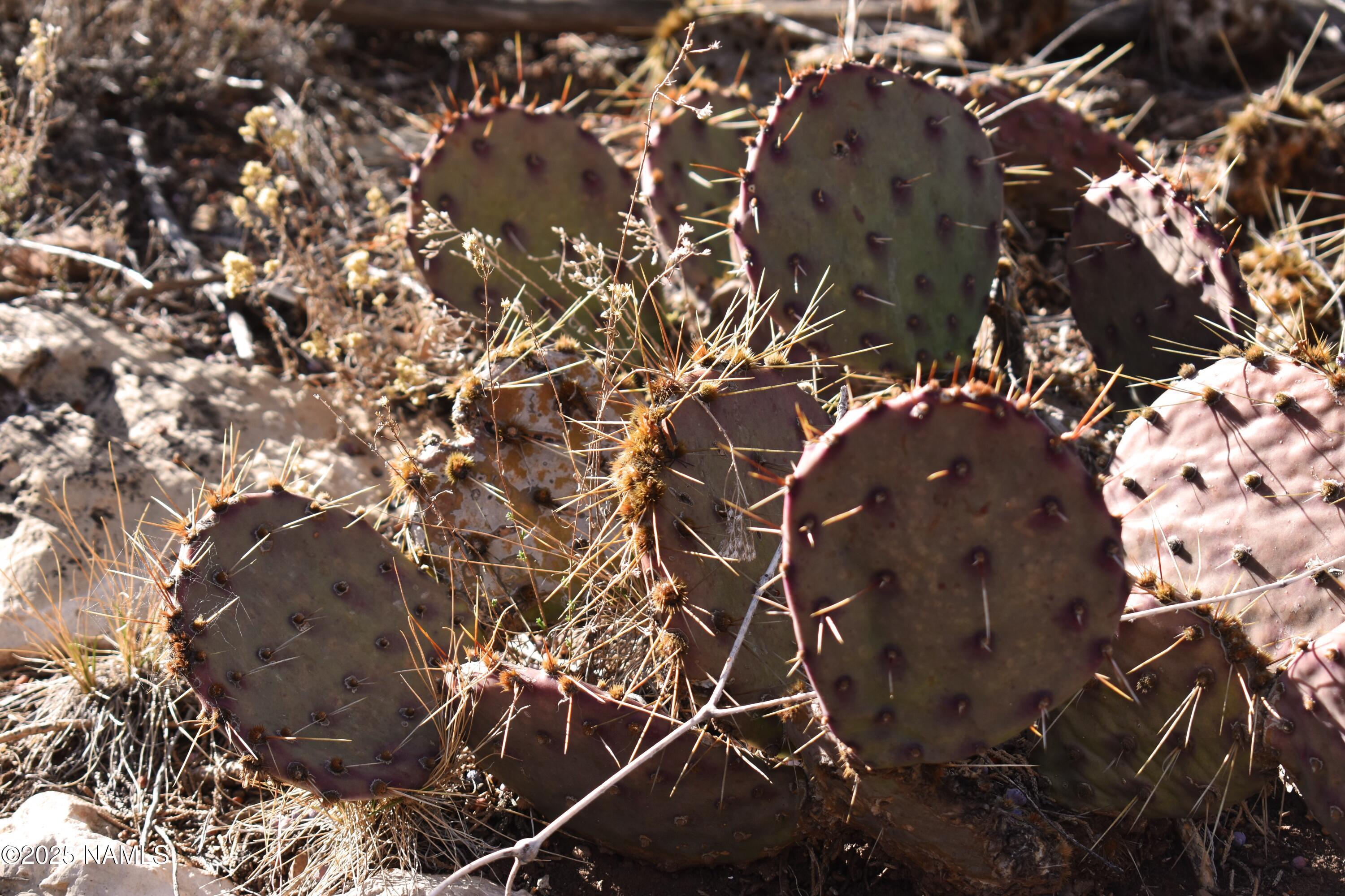 4367 Sunset Ridge Loop Happy Jack, AZ 86024 - Photo 10 of 17