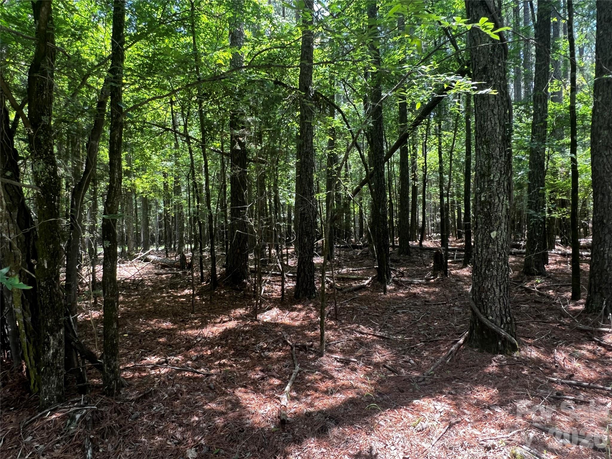 0 Sandlapper Drive, Unit B York, SC 29745 - Photo 3 of 5 a view of a forest with trees in the background